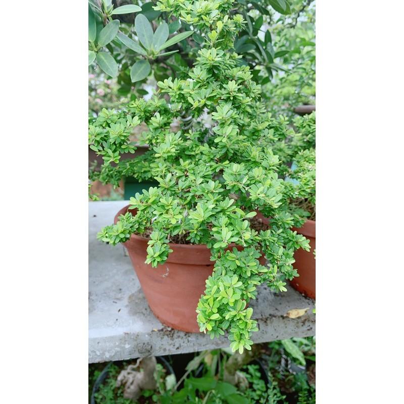 Linh Sam Hạt Gạo