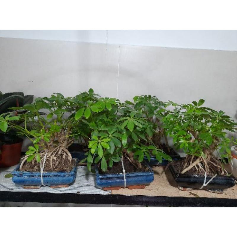 Cây Ngủ Da Bì Bonsai bao gồm chậu