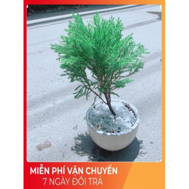 Chậu Tùng Bồng Lai