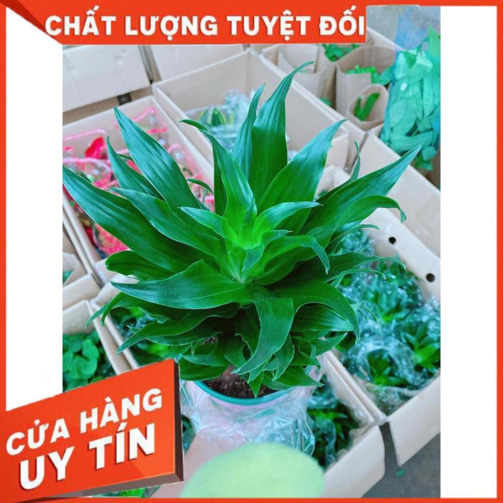 Phát Tài Nhật Nhiều Người Mua