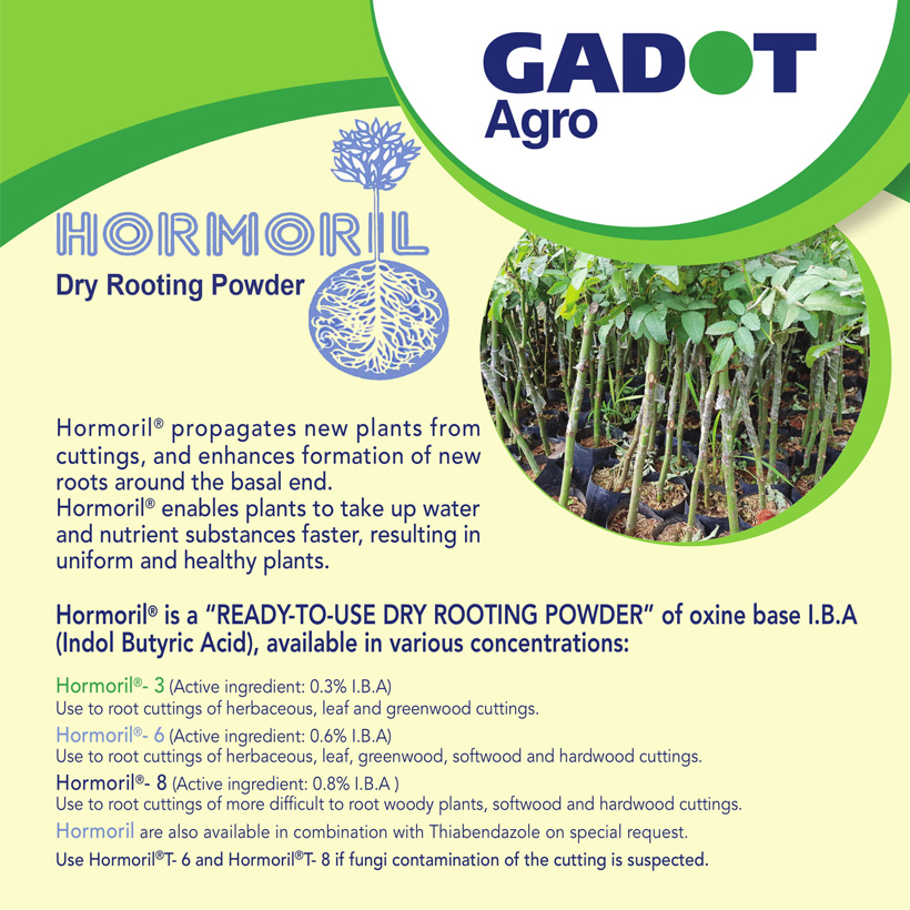 Bột Kích Rễ Israel - Dry Rooting Power Hormoril T3 dùng kích thích ra rễ nhanh, khỏe trong việc giâm chiết cành hay cây con họ thân mềm