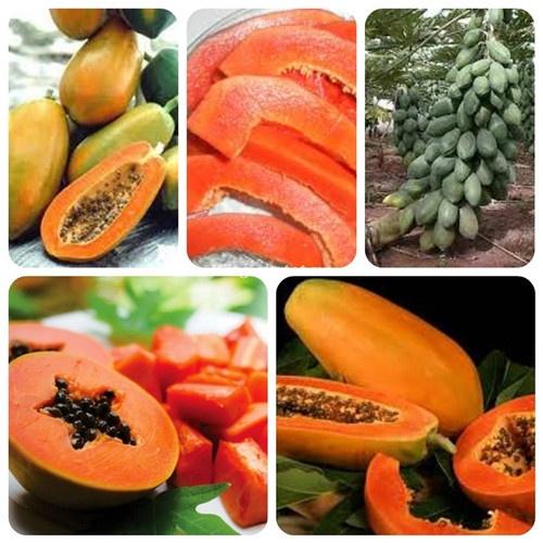 Cây giống đu đủ lùn thái lan-quả to tròn, đặc ruột , cực ngọt