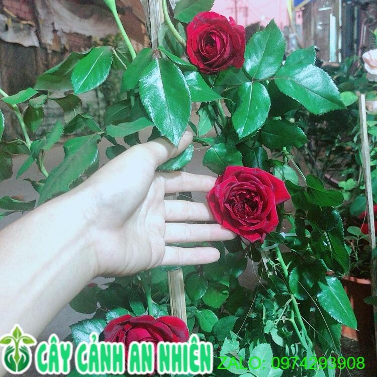 Hoa Hồng Leo Đỏ Đậm