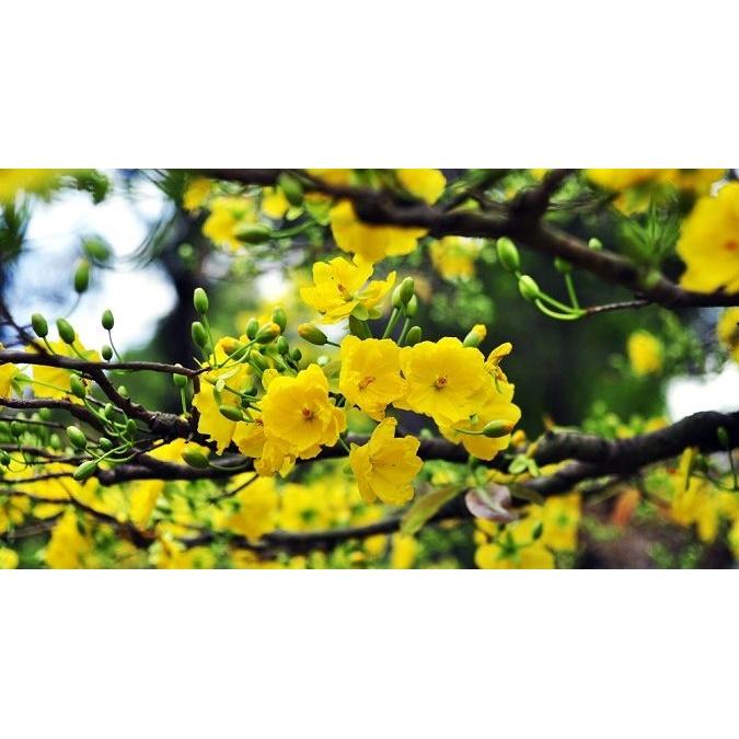 SẢN PHẨM: CÂY GIỐNG MAI TRUYỀN THỐNG