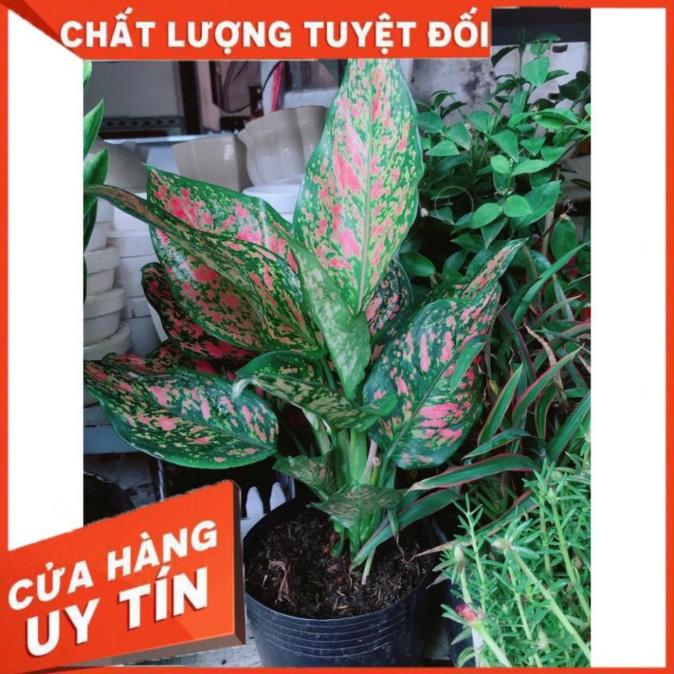 Cây Vạn Lộc Size Lớn