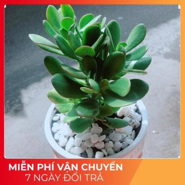 Chậu Cây Ngọc Bích