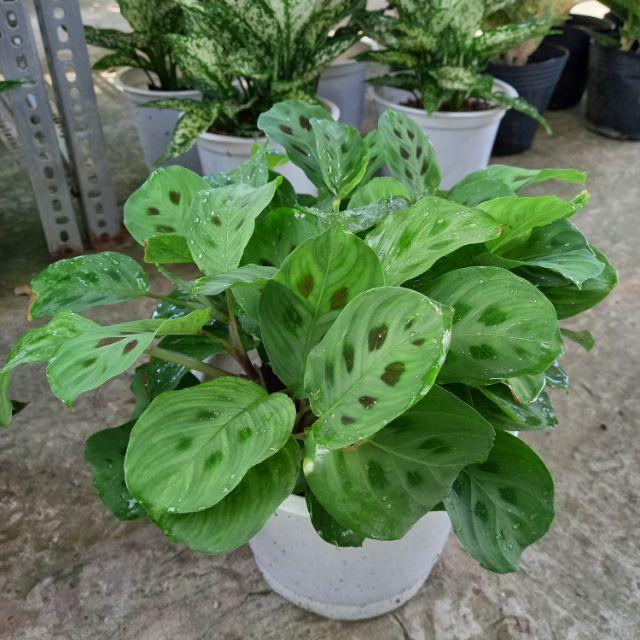 Cây đuôi công đốm ( Green Maranta ) - Cây cảnh để bàn + tặng phân bón cho cây