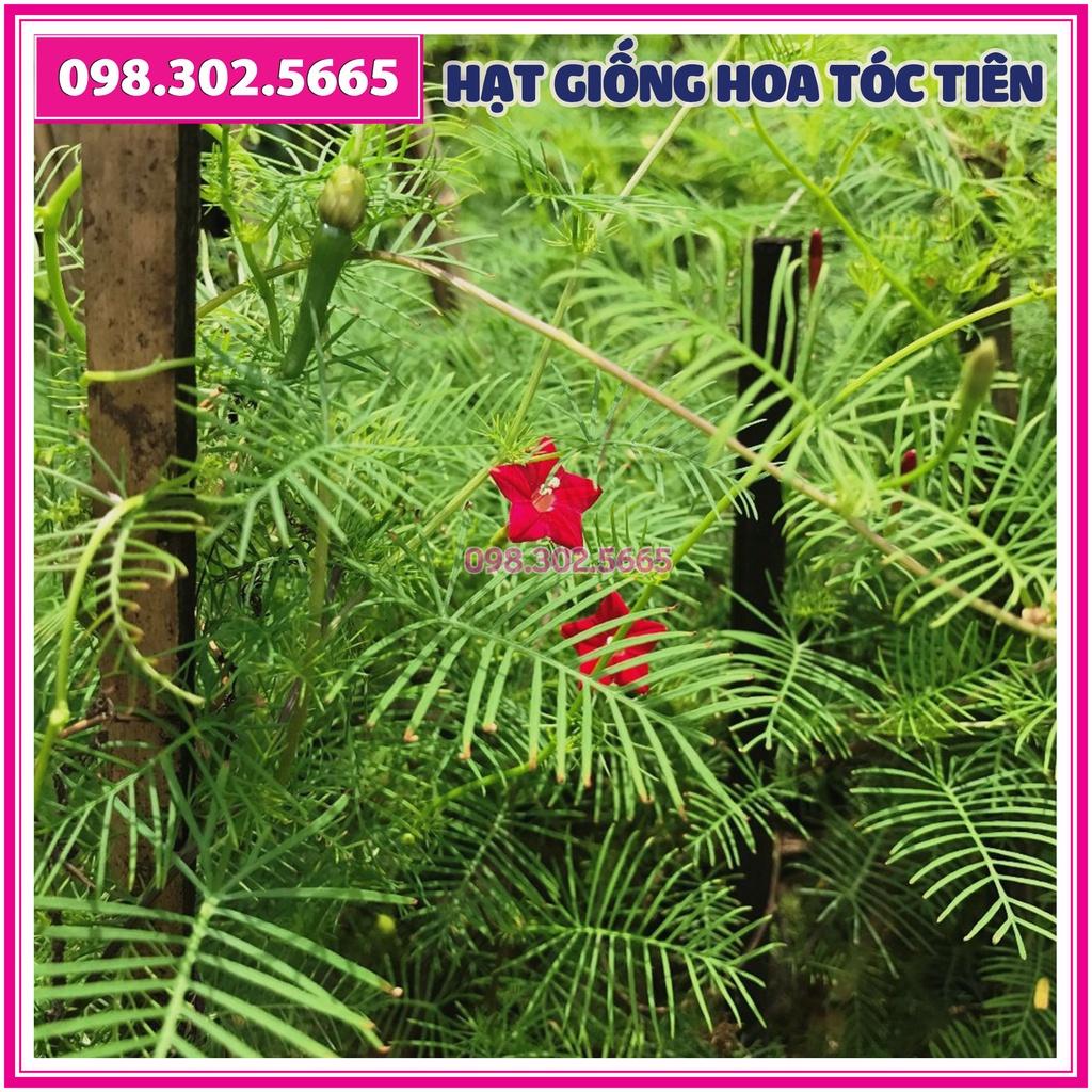 Hạt giống hoa tóc tiên leo giàn mix màu - hạt chất lượng tốt