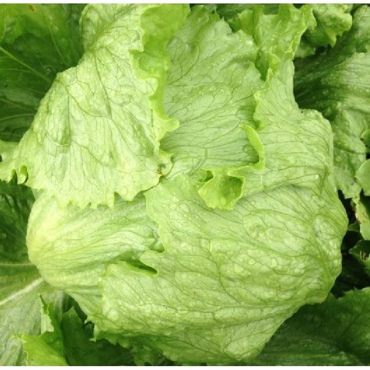 Hạt giống rau xà lách cuộn trắng dễ trồng-gói 0.2 gram/tặng kèm gói phân bón lót