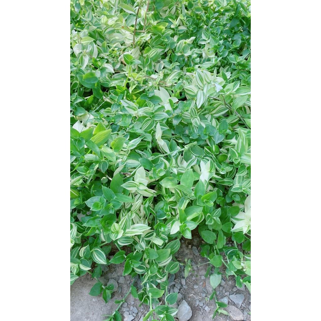 Cây Ngọc Trai Xanh