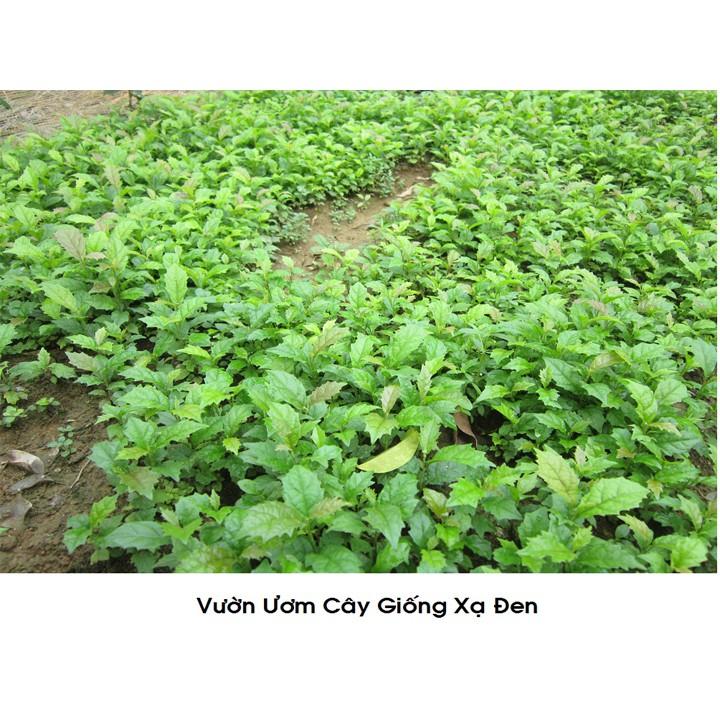 CHUẨN COMBO 2 CÂY GIỐNG XẠ ĐEN