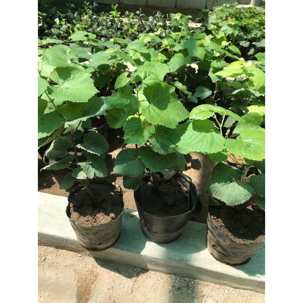 Cây Nho Giống Hạ Đen Không Hạt