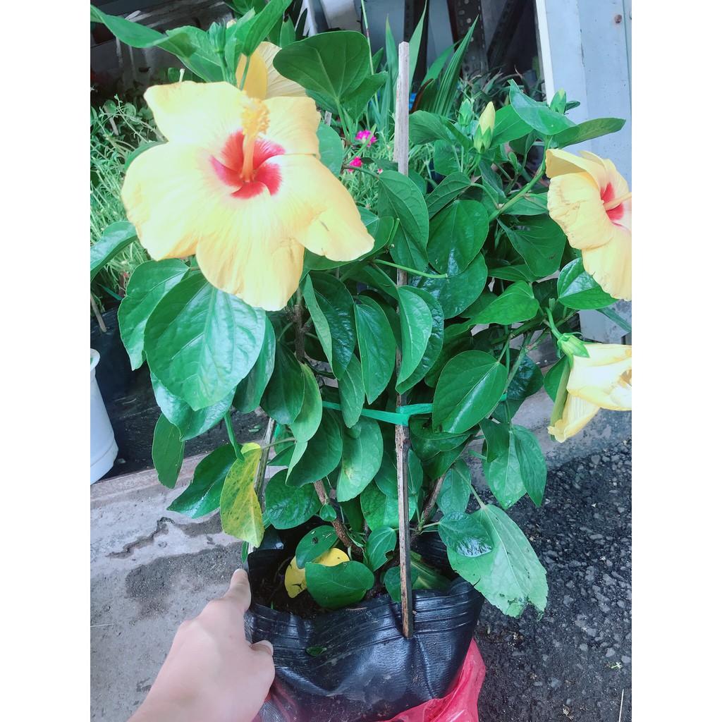 Hoa Dâm Bụt Vàng