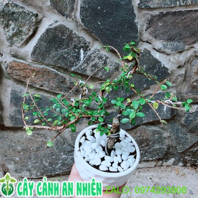 Chậu Cây Linh Sam Núi