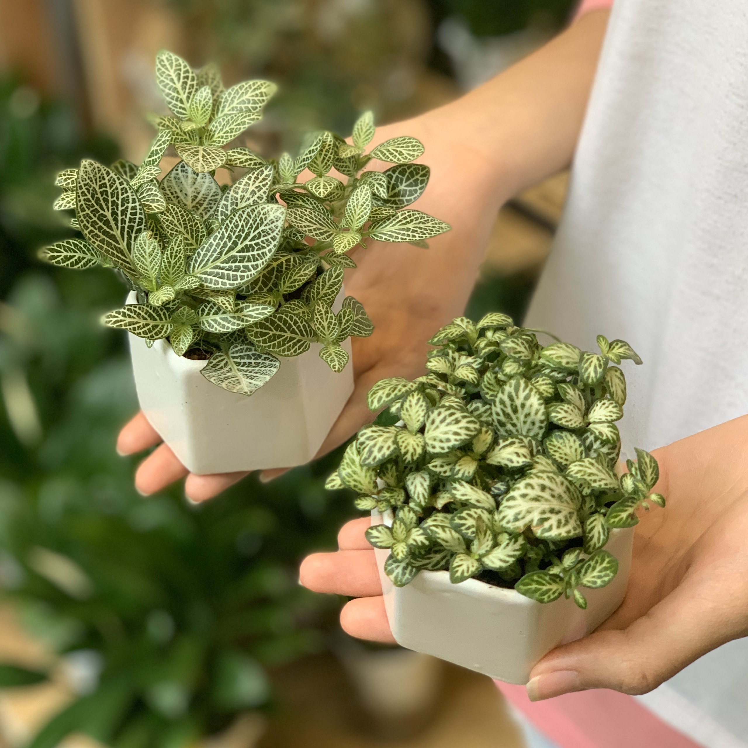 Bộ 2 Cây Mini Để Bàn - 6x6x8 Cm - Cây Cẩm Nhung ( Fittonia, May Mắn) & Chậu Trồng Cây Gốm Sứ Bát Tràng - Dáng Lục Giác - Lá Xanh Sọc Trắng