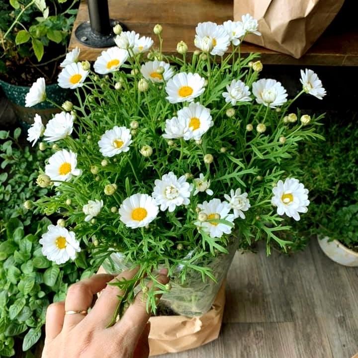 50h Hạt Giống Cỏ Thơm Feverfew Cúc TANA Trị Đau Nửa Đầu