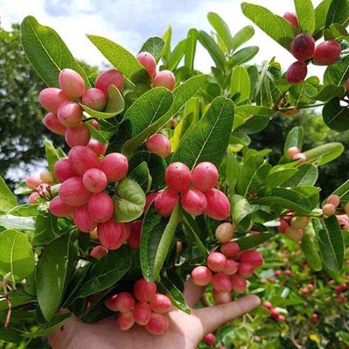 CÂY GIỐNG CÂY SIRO QUẢ ĐỎ