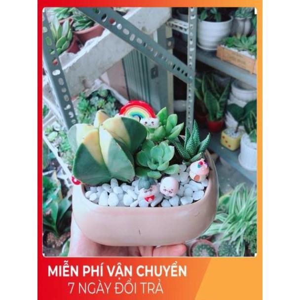 Chậu Sen Đá- Xương Rồng