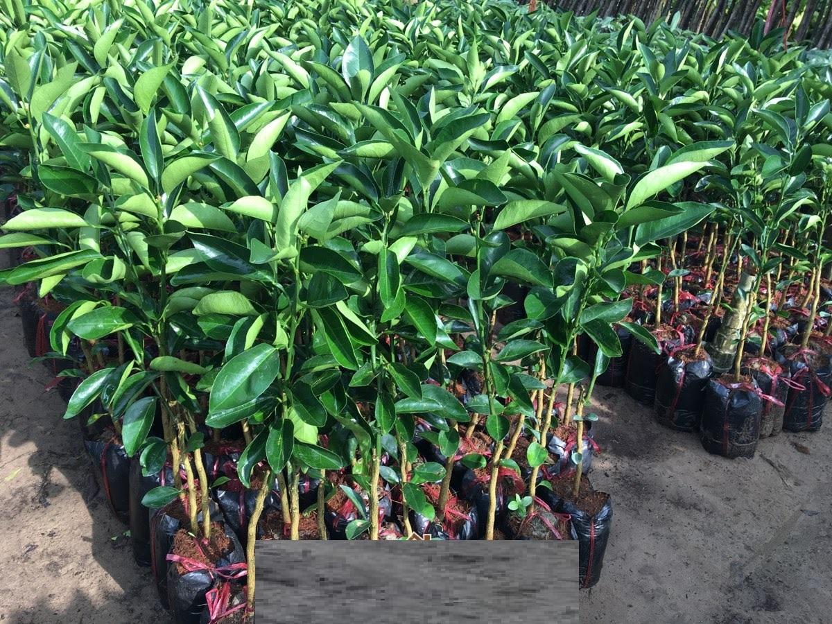 Cây cam sành, giống cây cam sành mọng nước, Cây CAM SÀNH MIỀN BẮC