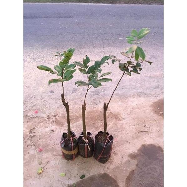 Cây chôm chôm Thái giống siêu sớm