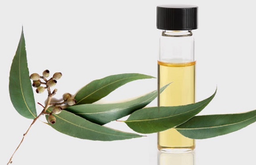 Tinh dầu Bạch Đàn Chanh 100ml nguyên chất từ thiên nhiên - KingOil