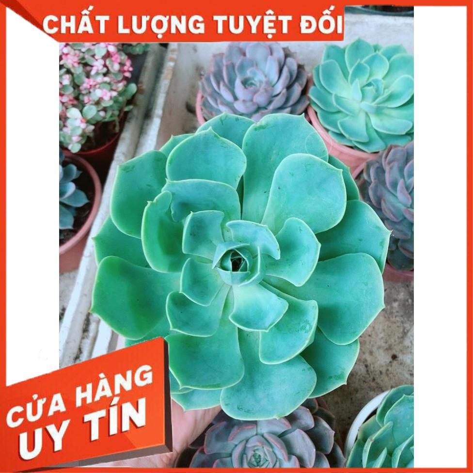 Sen Đá Xanh Đất Size Đại Nhiều Người Mua