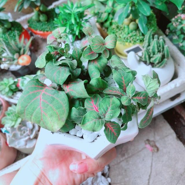 Chậu Cẩm Nhung