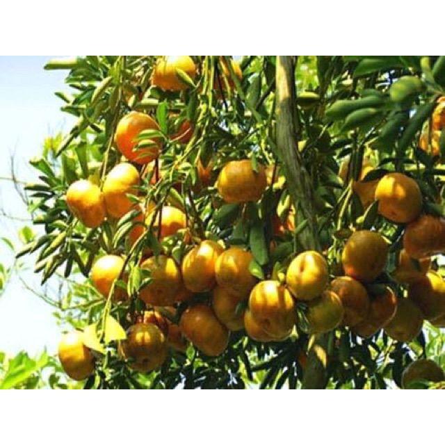 Cây giống quýt thái không hạt
