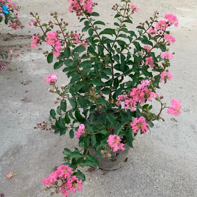 Cây hoa tường vi hồng cao 30-40cm, cây cực kì sai hoa và nụ, thích hợp trồng trang trí sân vườn và gia đình 981SP