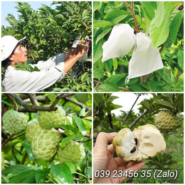 100 CÁI TÚI BAO , BỌC CAM,LÊ,NA THÁI,BƠ,..TÚI BAO,BỌC TRÁI CÂY