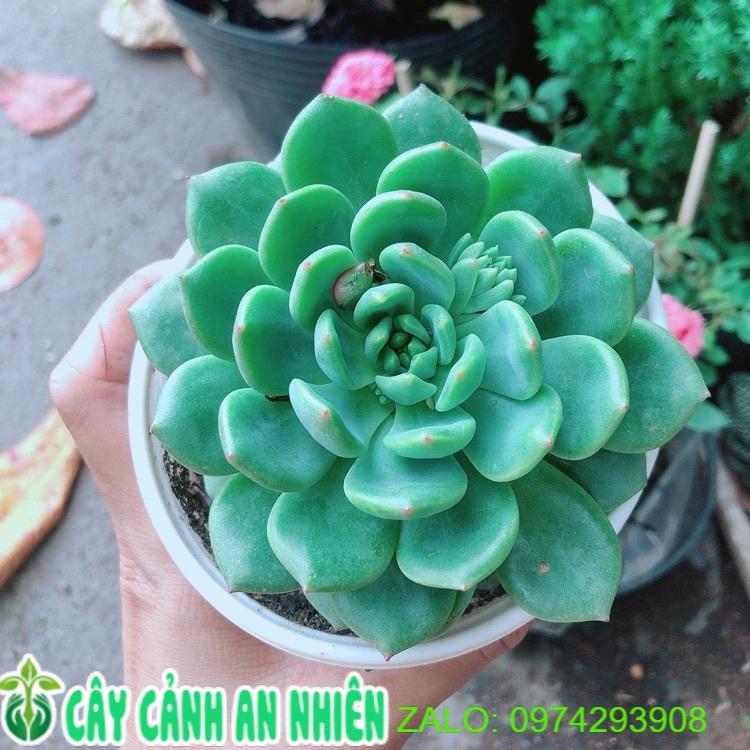 Sen Đá Bánh Bao Xanh