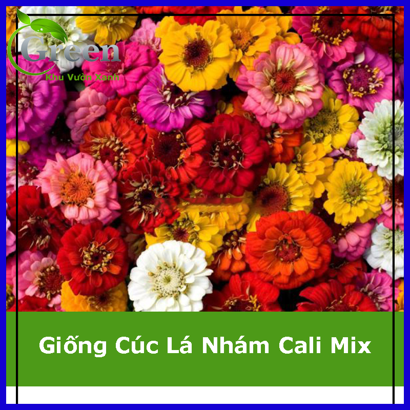 Hạt Giống Hoa Cúc Lá Nhám Cali Mix Xuất Xứ Hà Lan