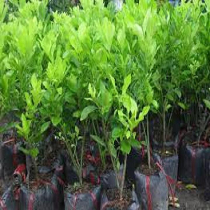 CÂY GIỐNG QUẤT CHUA THÁI QUẢ VÀNG