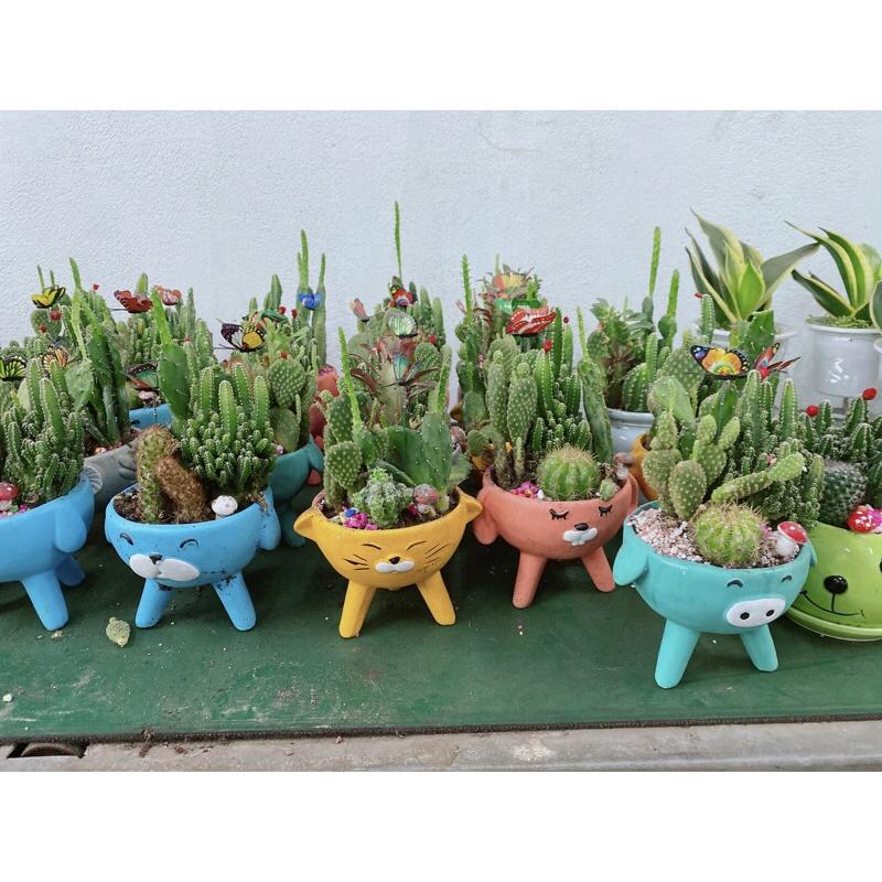 Chậu Xương Rồng Tiểu Cảnh