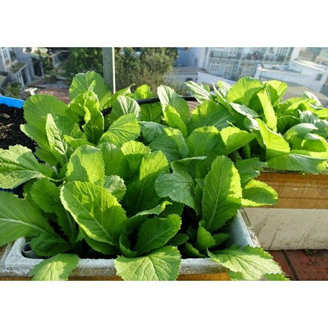 1 GÓI HẠT GIỐNG CẢI BẸ XANH
