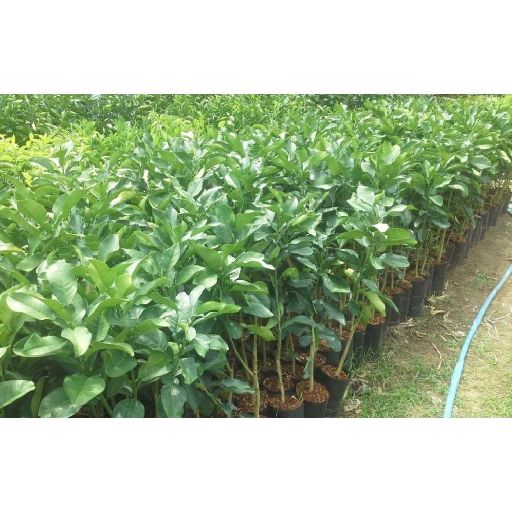 Cây giống BƯỞI DA XANH MIỀN NAM - HÀNG CHUẨN F1