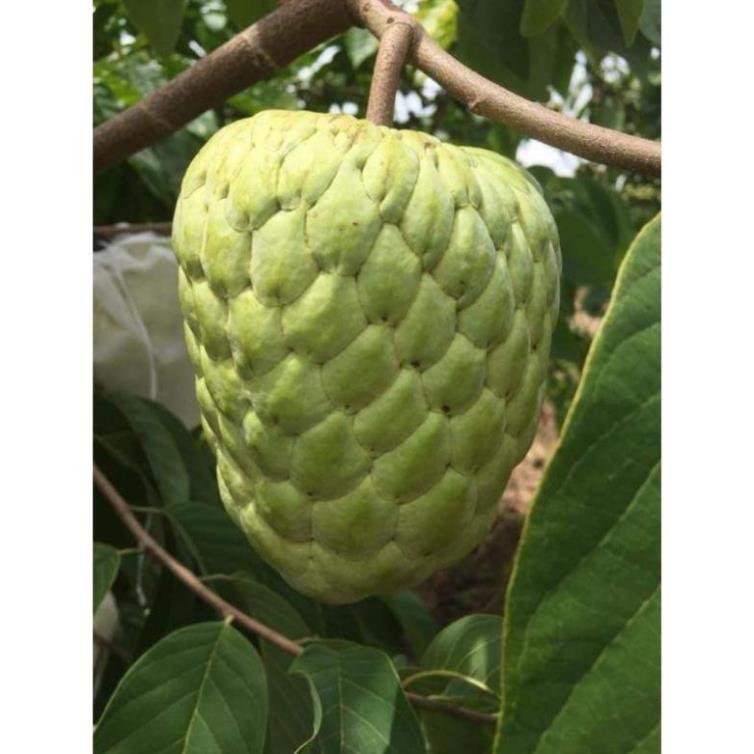 Na thái cây choai,quả siêu to