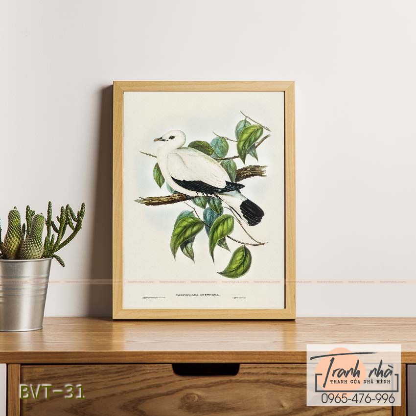 Tranh canvas vintage  - Chim bồ câu (Carpophaga luctuosa) - BVT-31