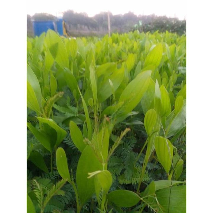 Hạt giống keo tai tượng úc trồng rừng, túi 50 gram