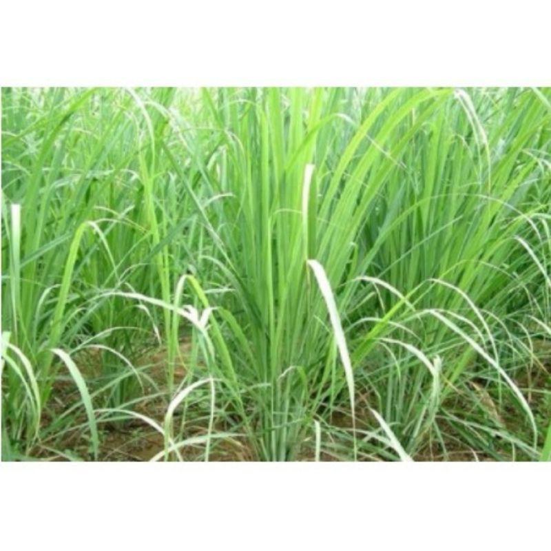 CHUẨN - Sả Khô 1Kg