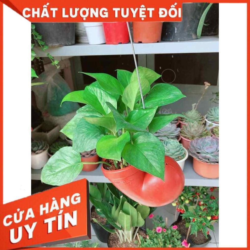 Trầu bà vỏ ốc Nhiều Người Mua