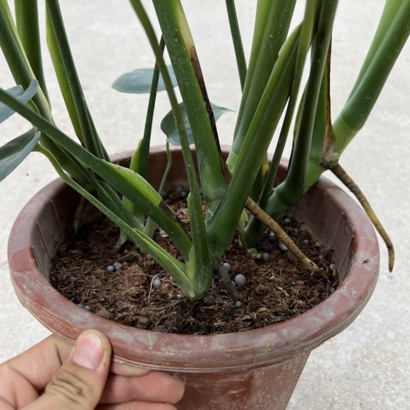 Cây trầu bà nam mỹ Monstera cao 50cm, nhánh lá xum xuê xanh tươi quanh năm, cây phong thuỷ trồng nội thất, sân vườn