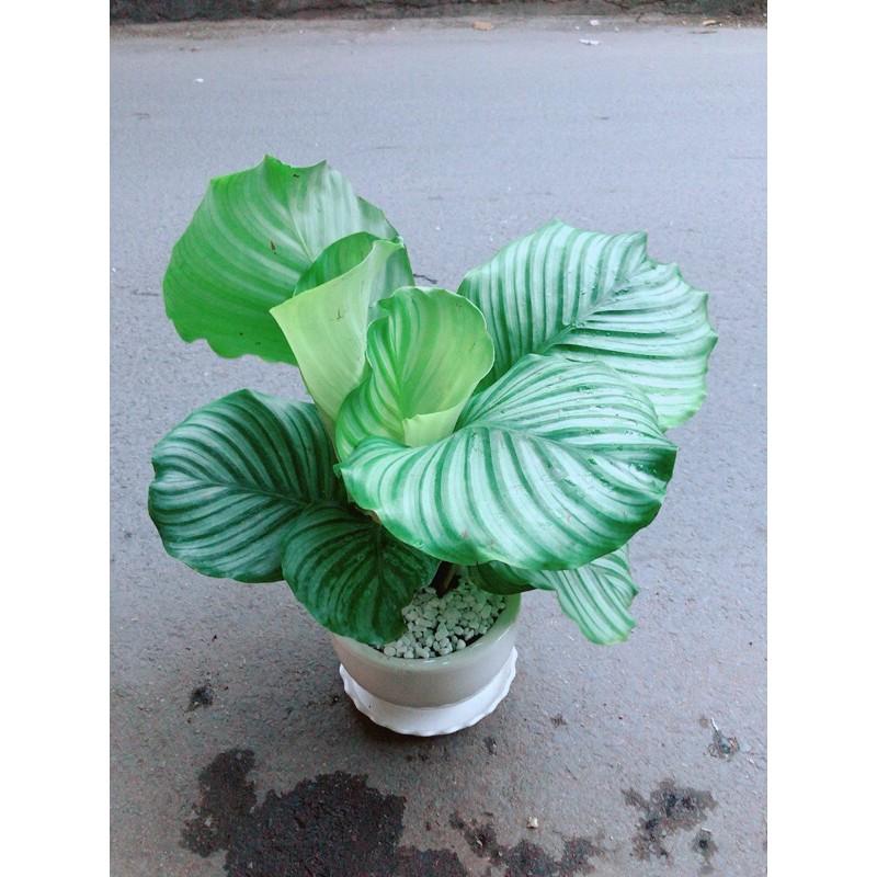 Chậu Đuôi Công Táo Xanh