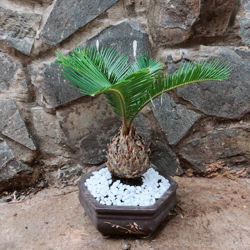 Cây Thiên Tuế Kèm Chậu Gốm Hàng Đẹp