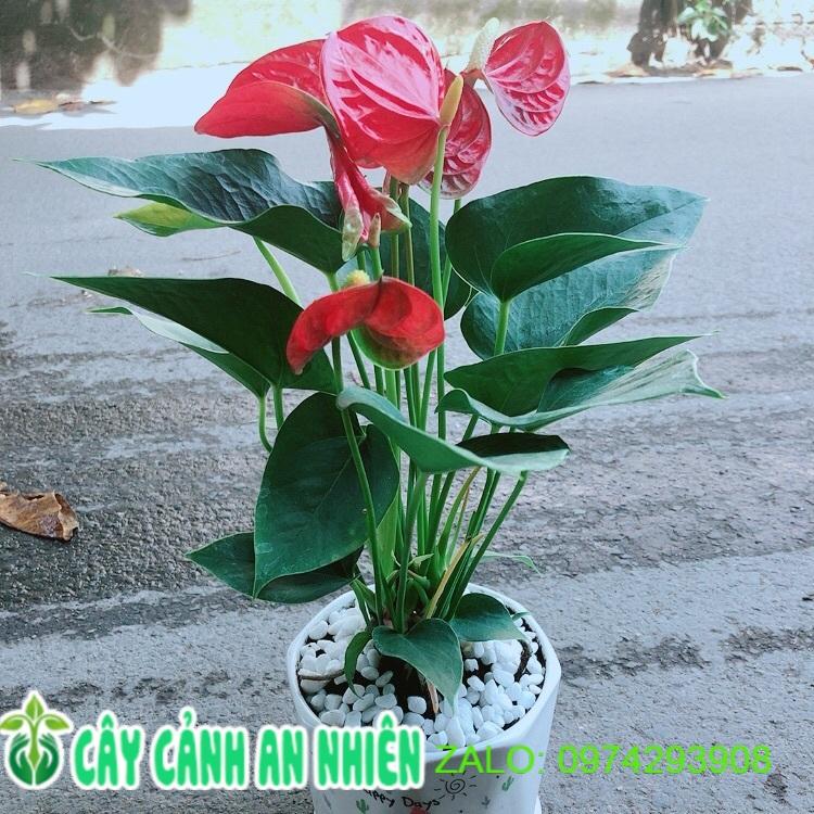 Chậu Cây Hồng Môn