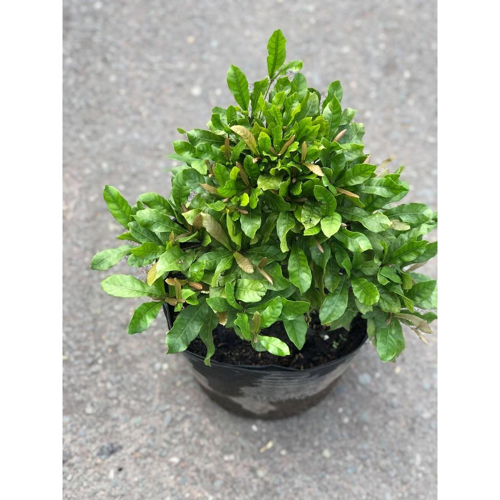 Cây Thần Ký gốc to tán rộng cao 60 - 70 cm đã cho trái