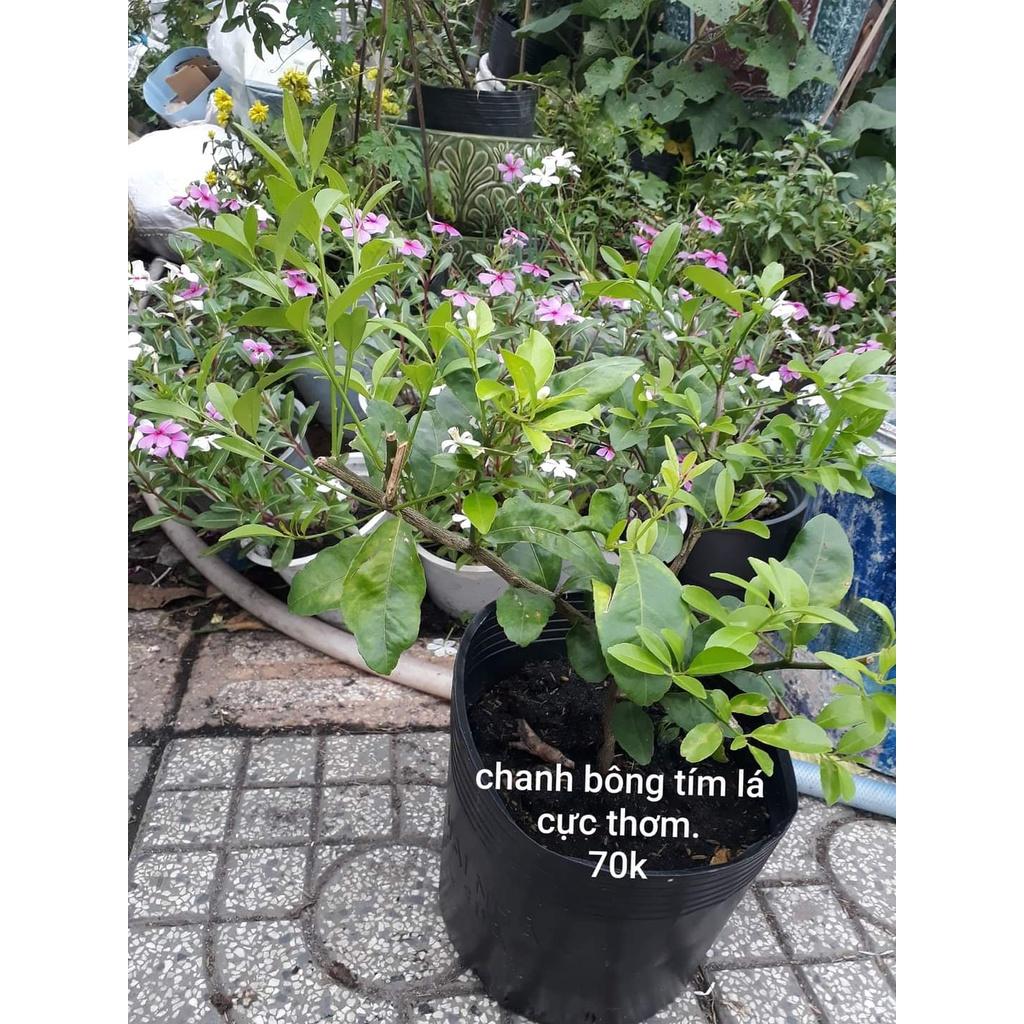 Cây giống chanh bông tím