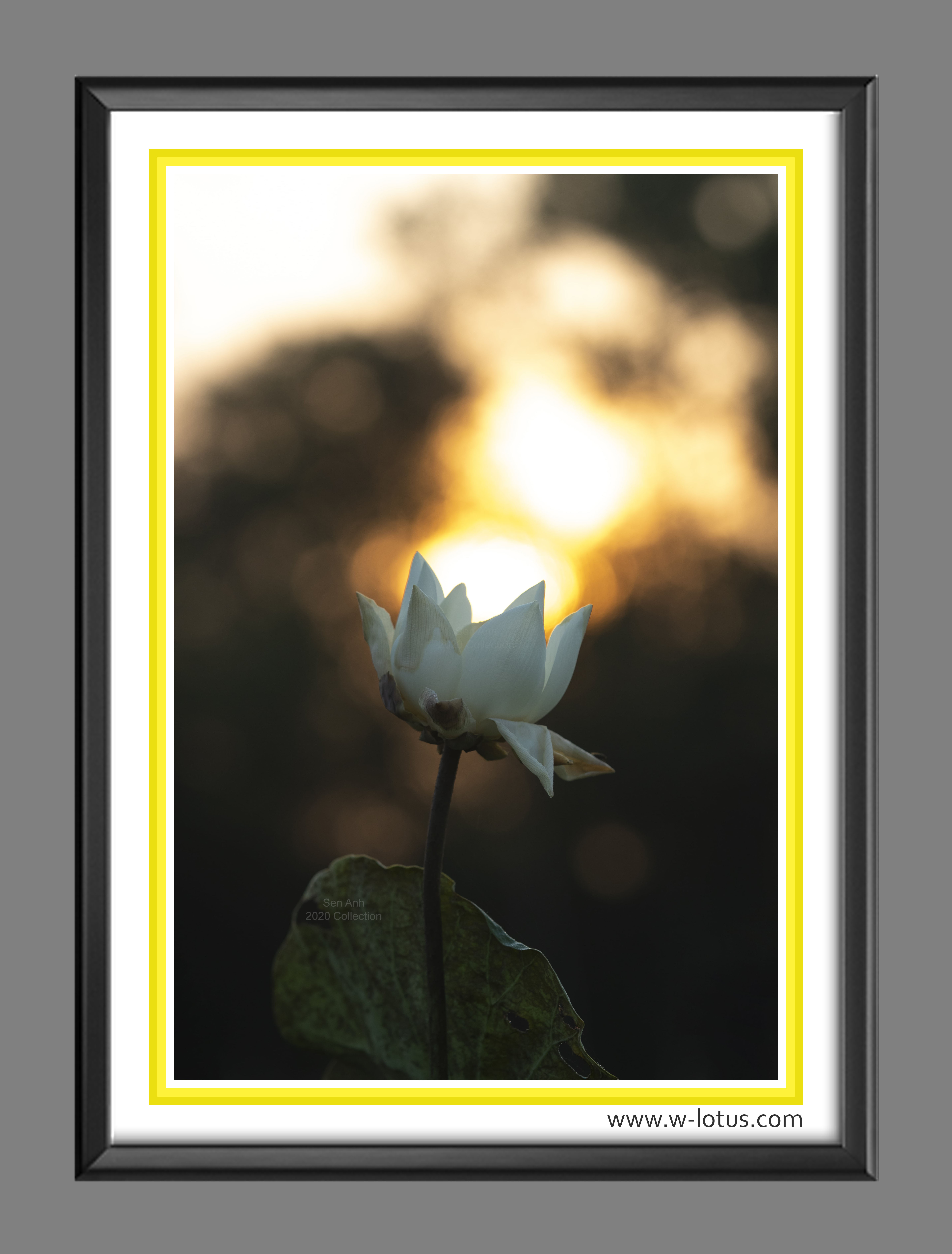 Tranh canvas hoa Sen treo phòng khách ST-00363