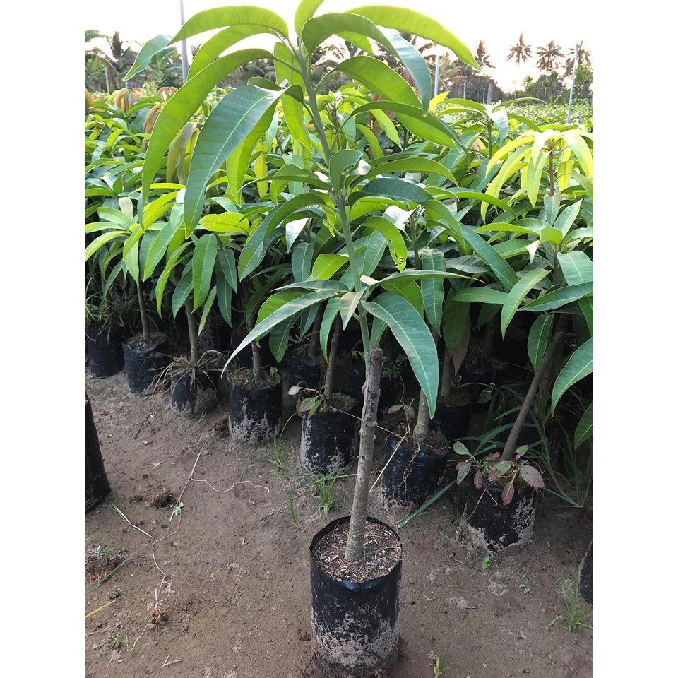 CÂY GIỐNG XOÀI ÚC SIÊU QUẢ