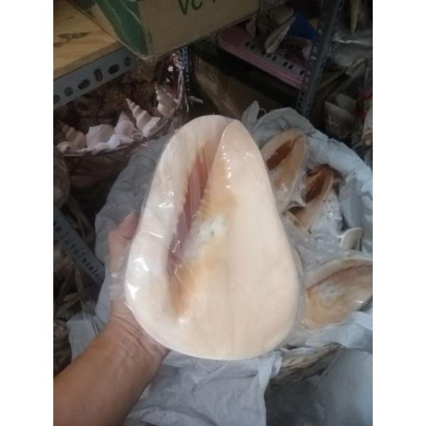 VỎ ỐC BIỂN. VỎ ỐC KIM KHÔI VÀNG SIZE TỪ 20-28 CM